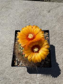 Parodia sanguiniflora